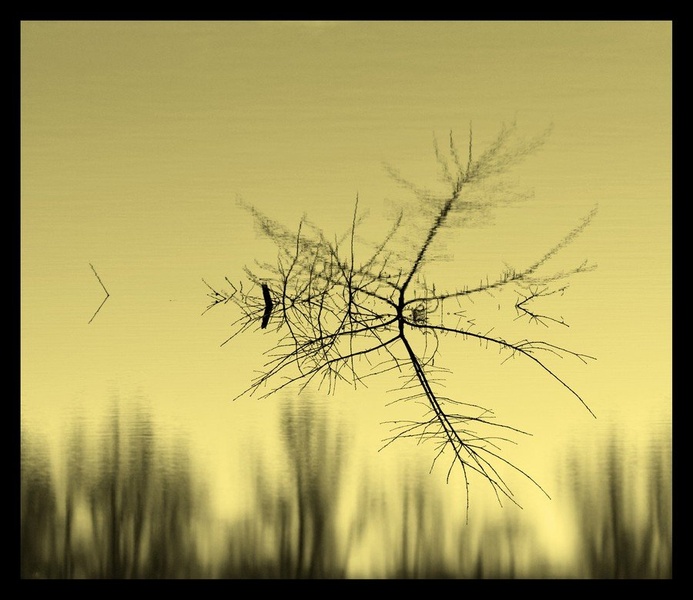 refleksija by Ivan Pavlakovič ml.
