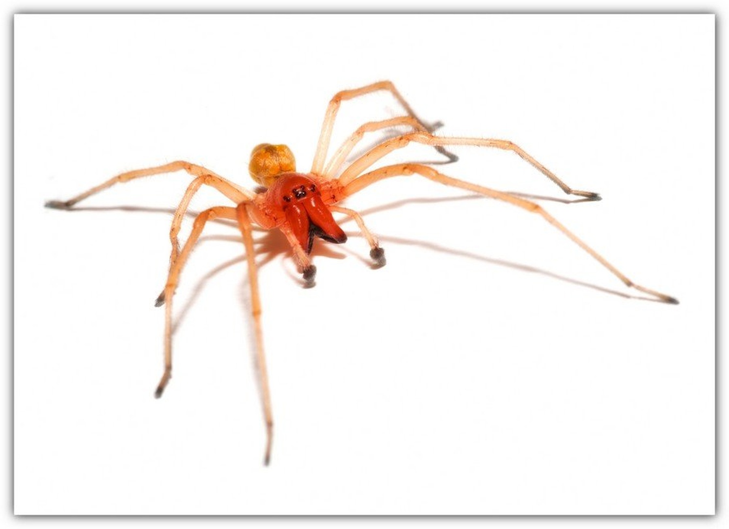 spider N°0 by Ivan Pavlakovič ml.