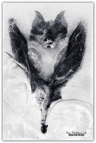 ledeni arhiv by Ivan Pavlakovič ml.