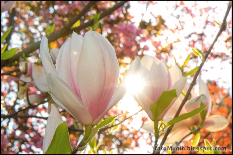 Magnolija by Jernej Munih