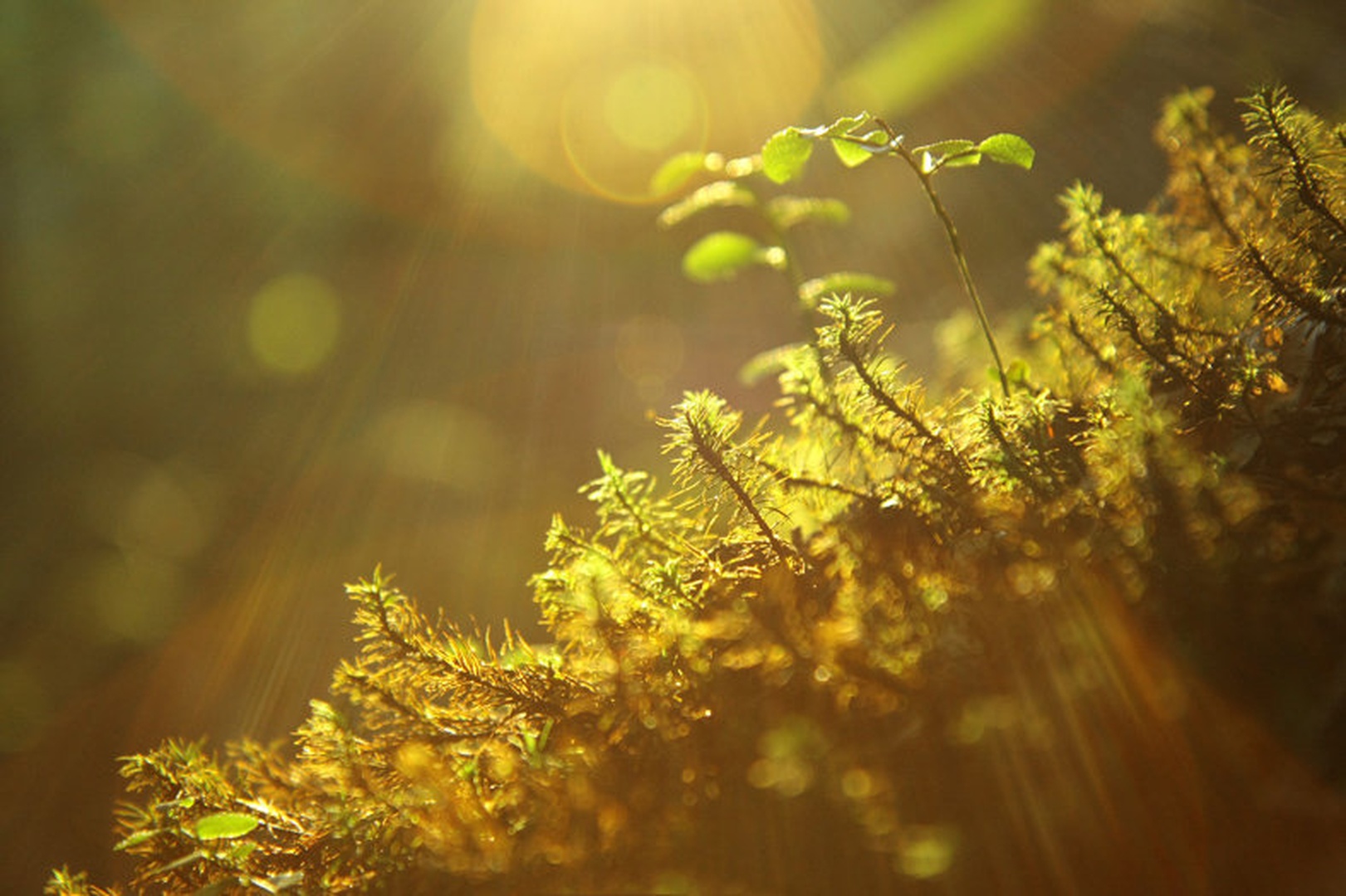 Last rays by Jernej Munih