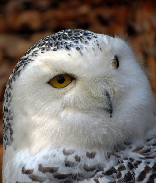 Snežna sova - Bubo scandiacus by damci