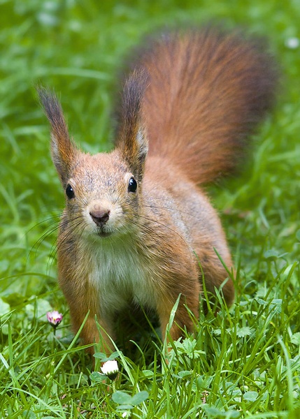 Veverica - sciurus vulgaris by damci