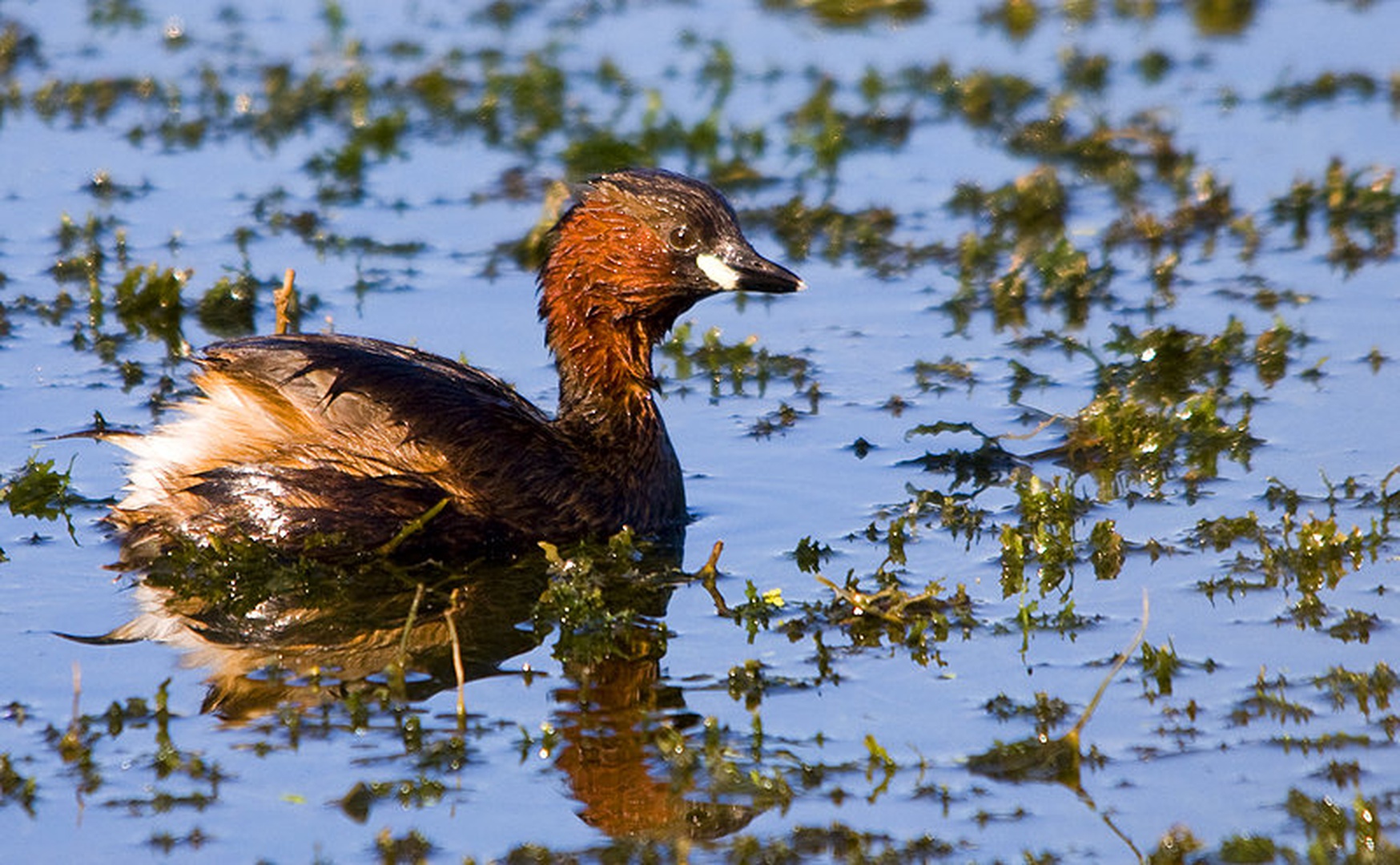 Mali ponirek - Tachybaptus ruficollis by