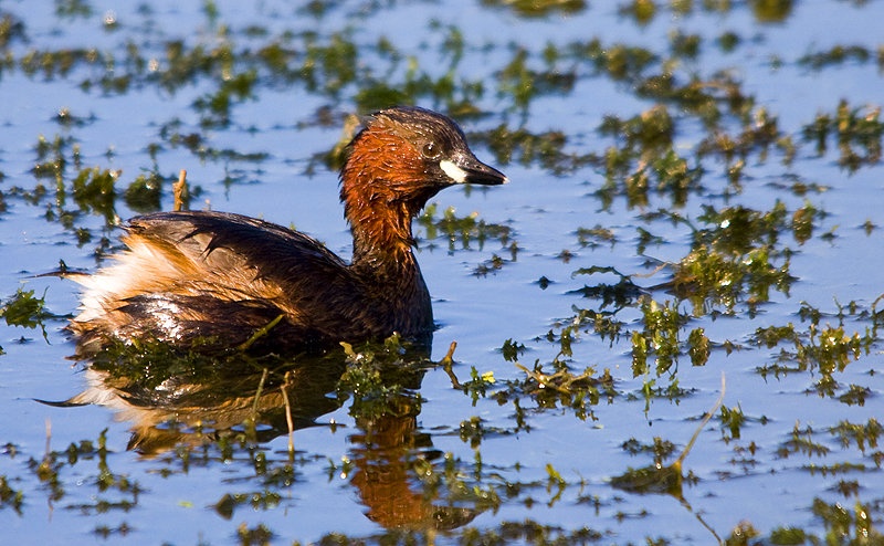Mali ponirek - Tachybaptus ruficollis by damci