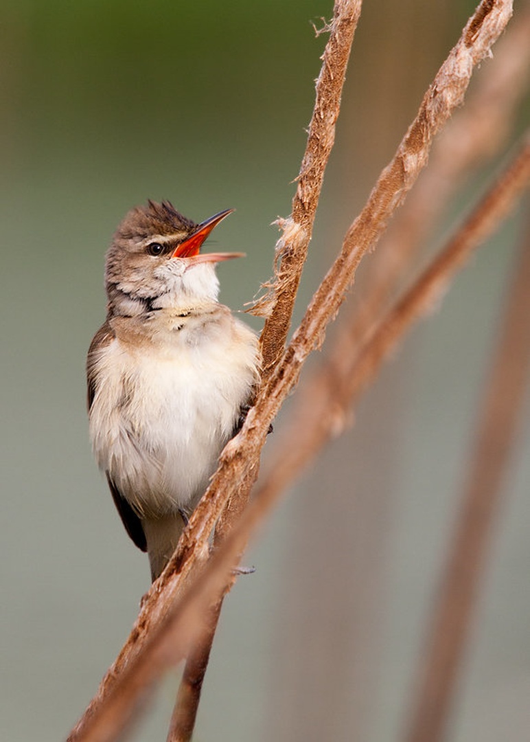 Rakar - Acrocephalus arundinaceus by