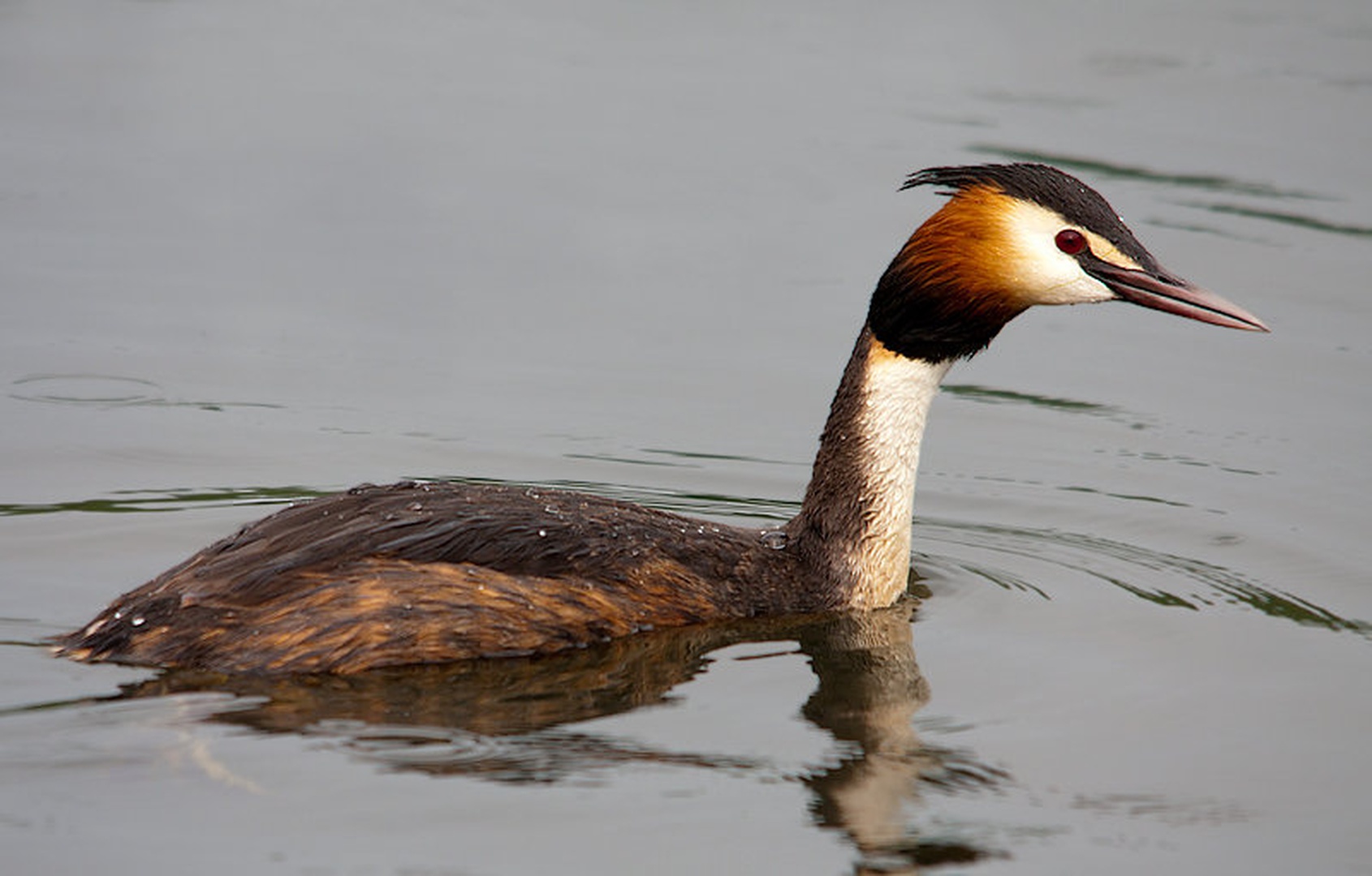 Čopasti ponirek - Podiceps cristatus by