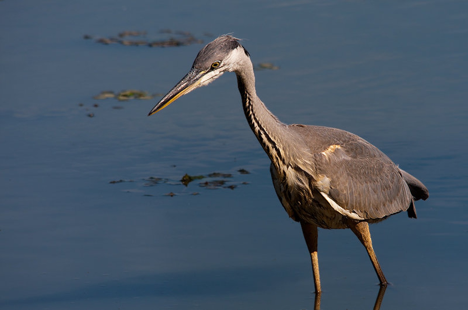 Siva čaplja - Ardea cinerea by