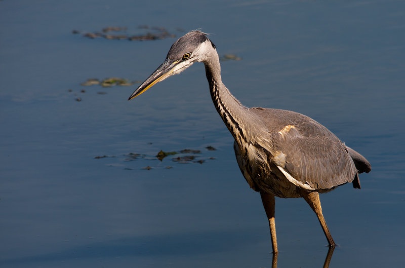 Siva čaplja - Ardea cinerea by damci
