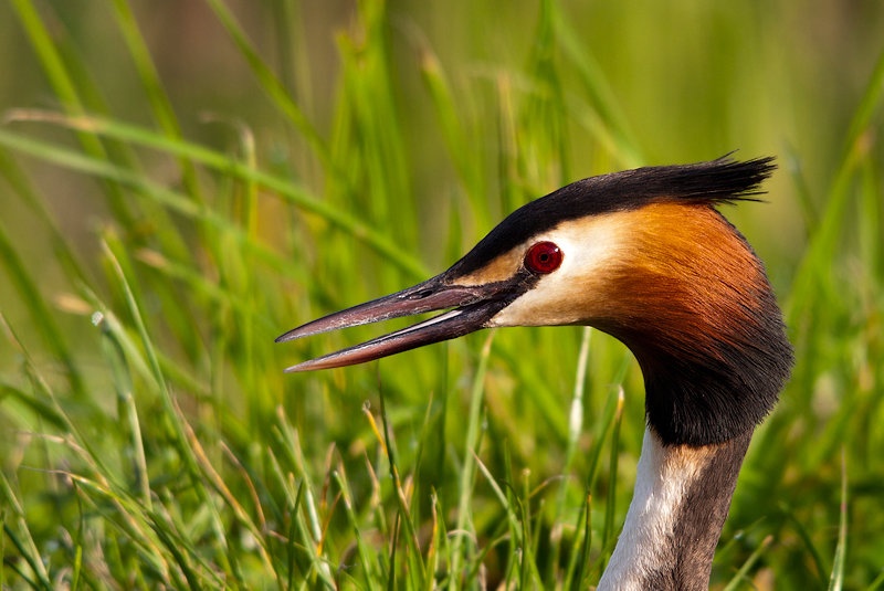 Čopasti ponirek - Podiceps cristatus by damci