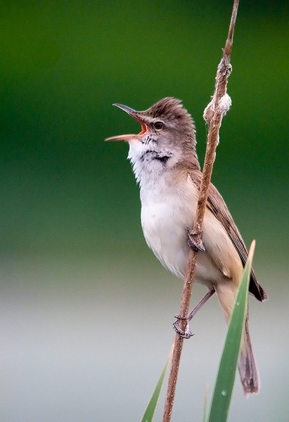 Rakar - Acrocephalus arundinaceus by damci