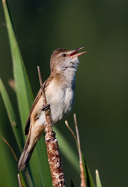 Rakar - Acrocephalus arundinaceus by damci