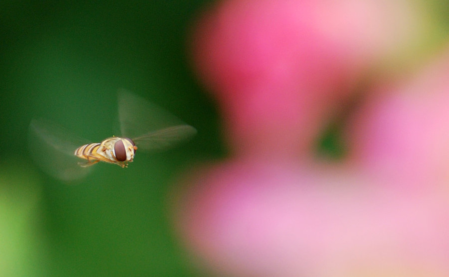 Bzzzzz... by Srečko