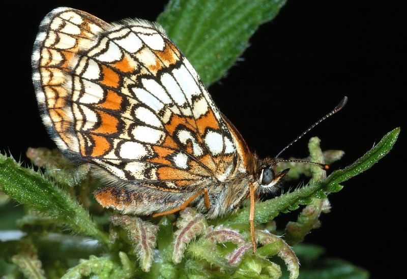 metulj bisernik by nace
