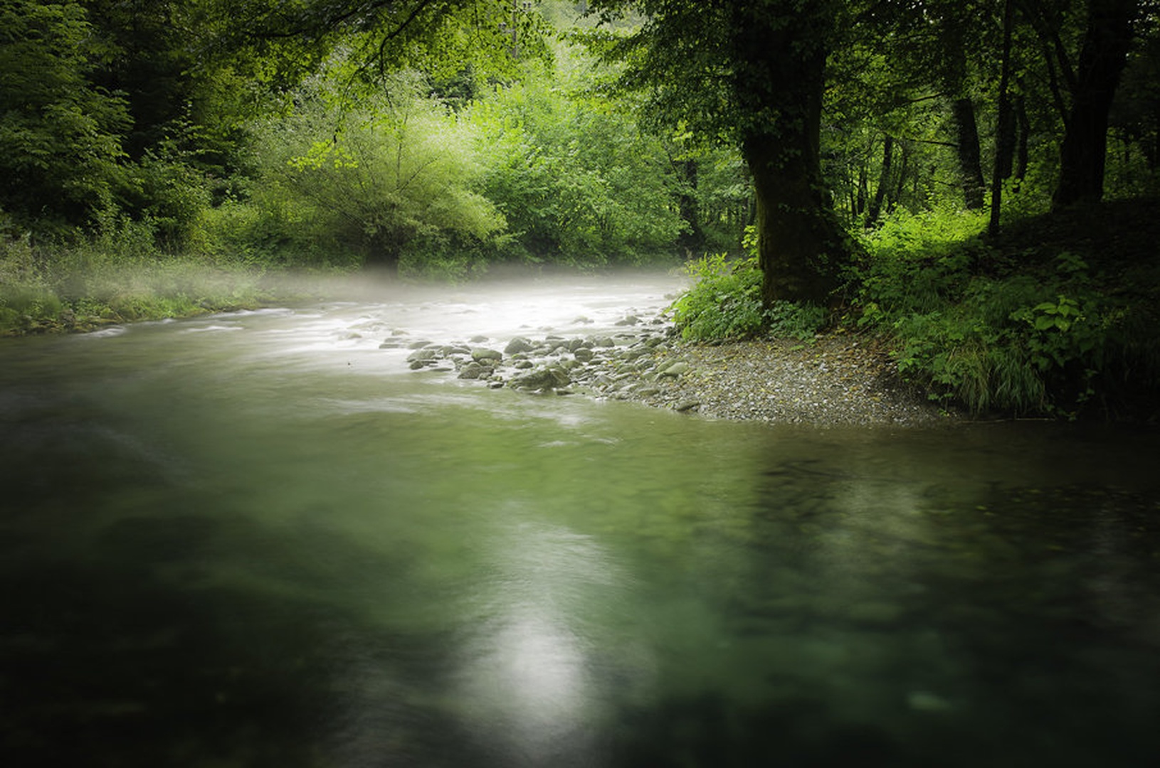 curak by Primoz