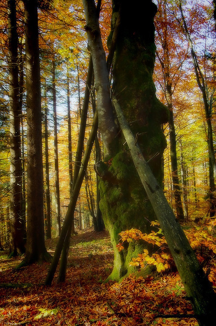 krasna jesen... by Primoz