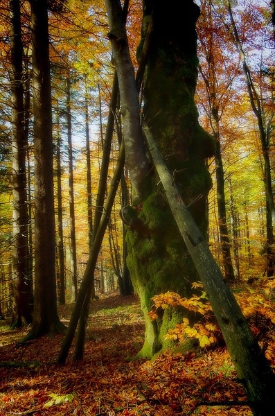 krasna jesen... by Primoz