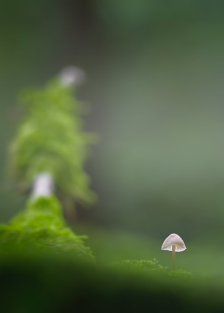 mini... by Primoz