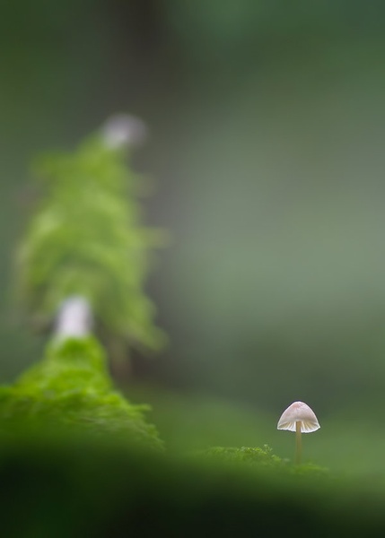 mini... by Primoz
