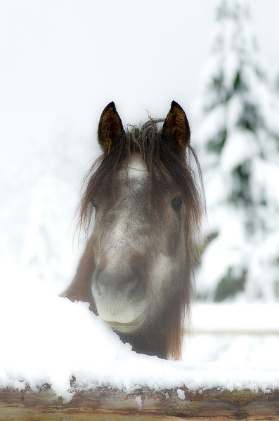 sneg... by Primoz