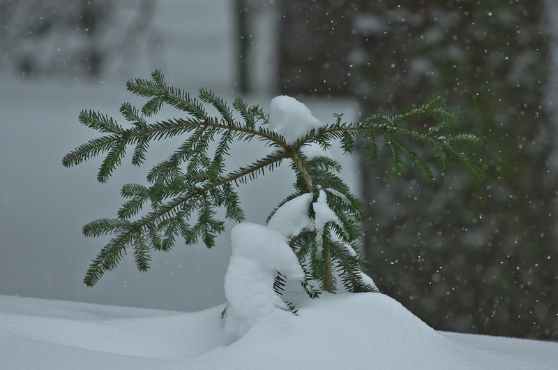 psssssss... by Primoz