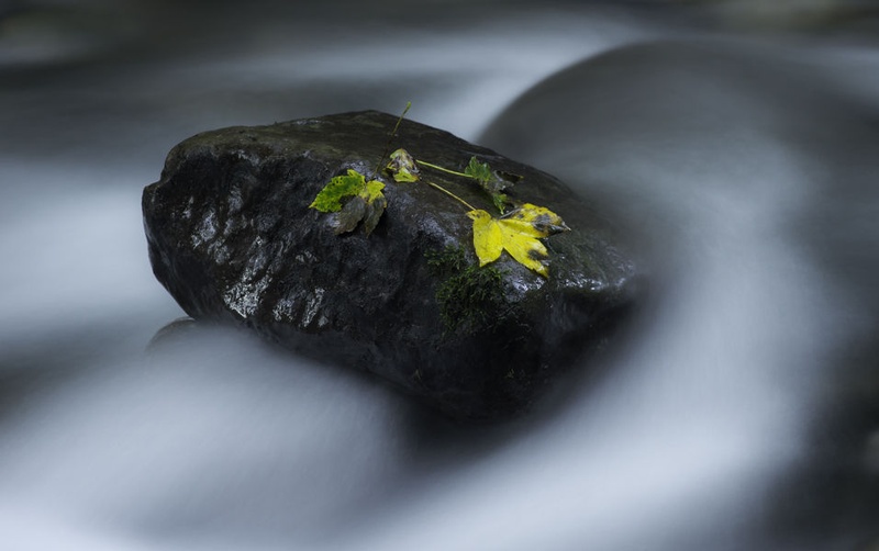 yellow by Primoz