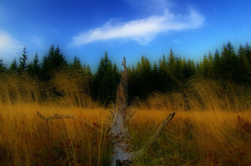 HDR stablo by Primoz