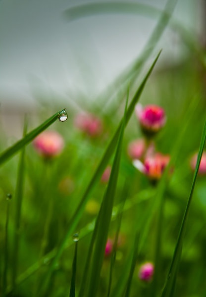 proljece..., by Primoz