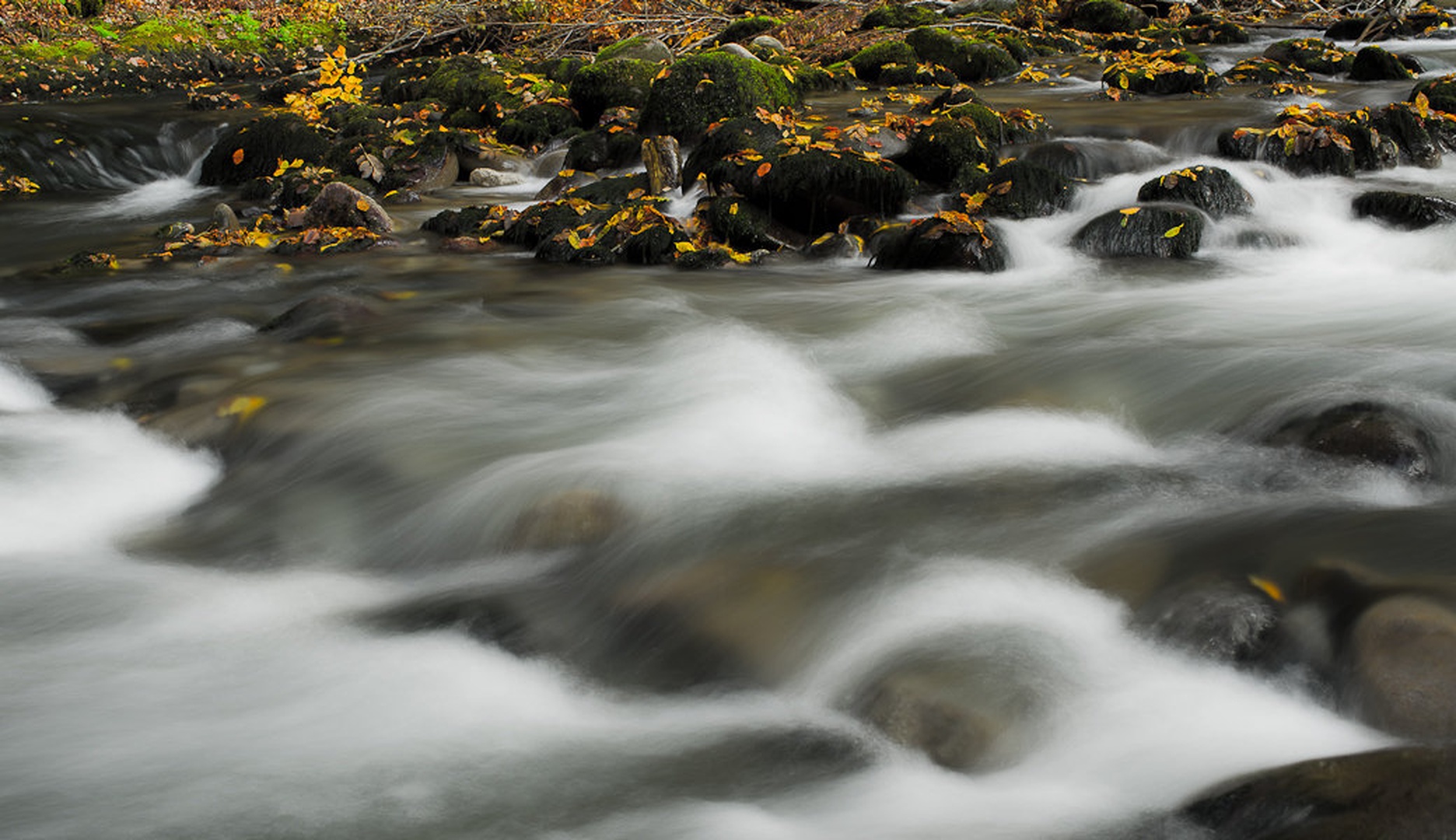 curak, jesen by Primoz