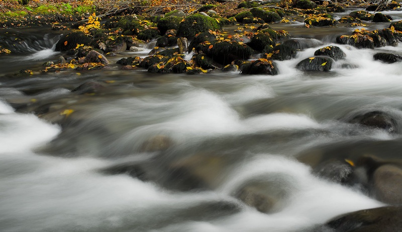 curak, jesen by Primoz