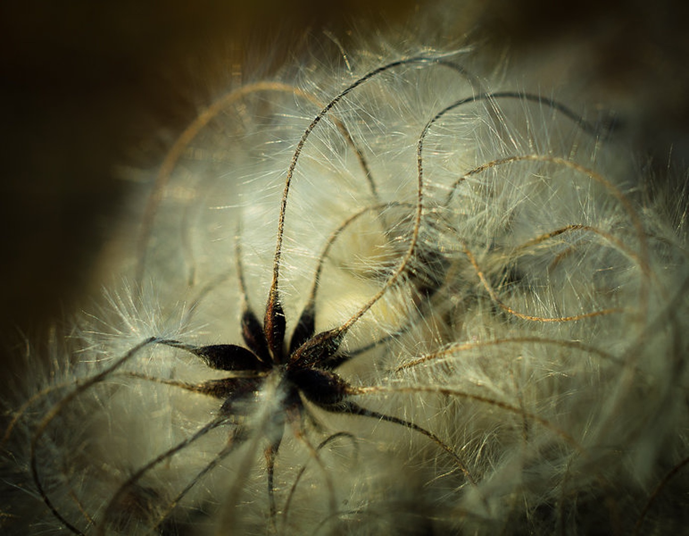 jesen by Primoz