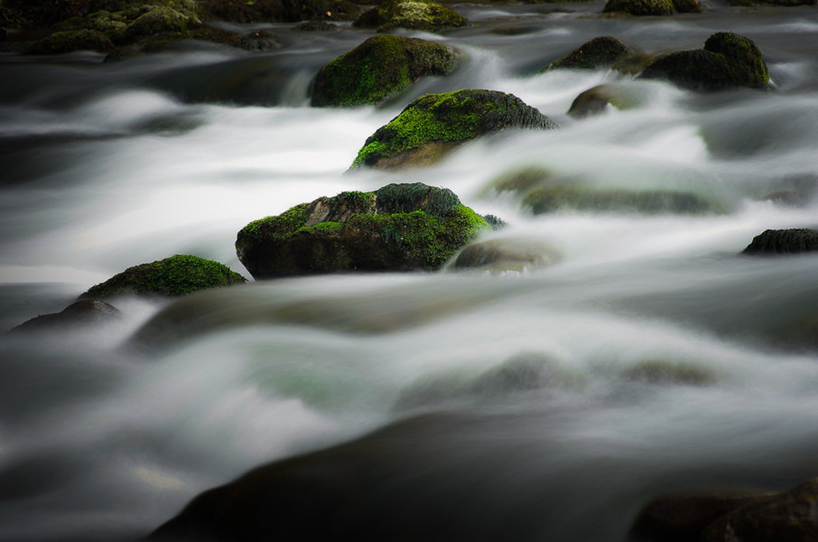 curak by Primoz