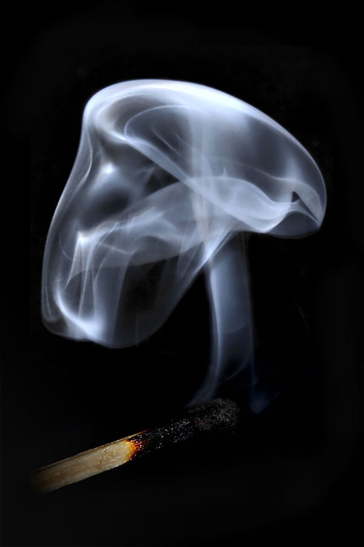 shroomskull by Robert Likar