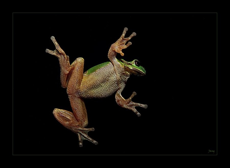 Windows frogi by Jani Jang