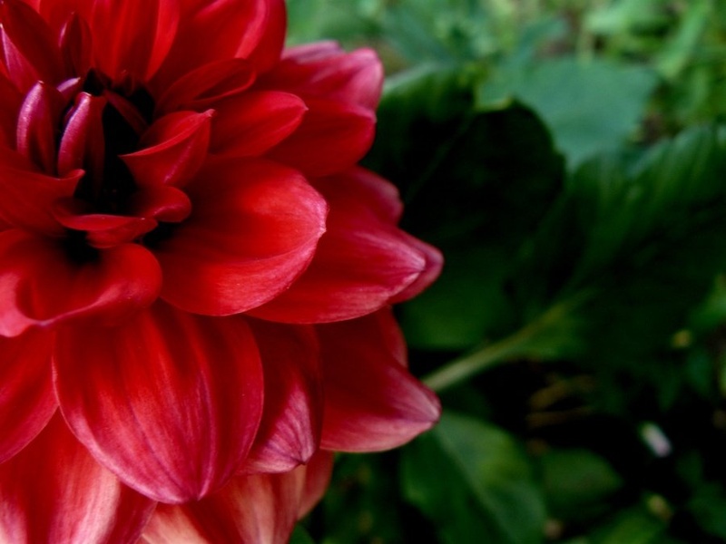 red rose by Jernej Droljc