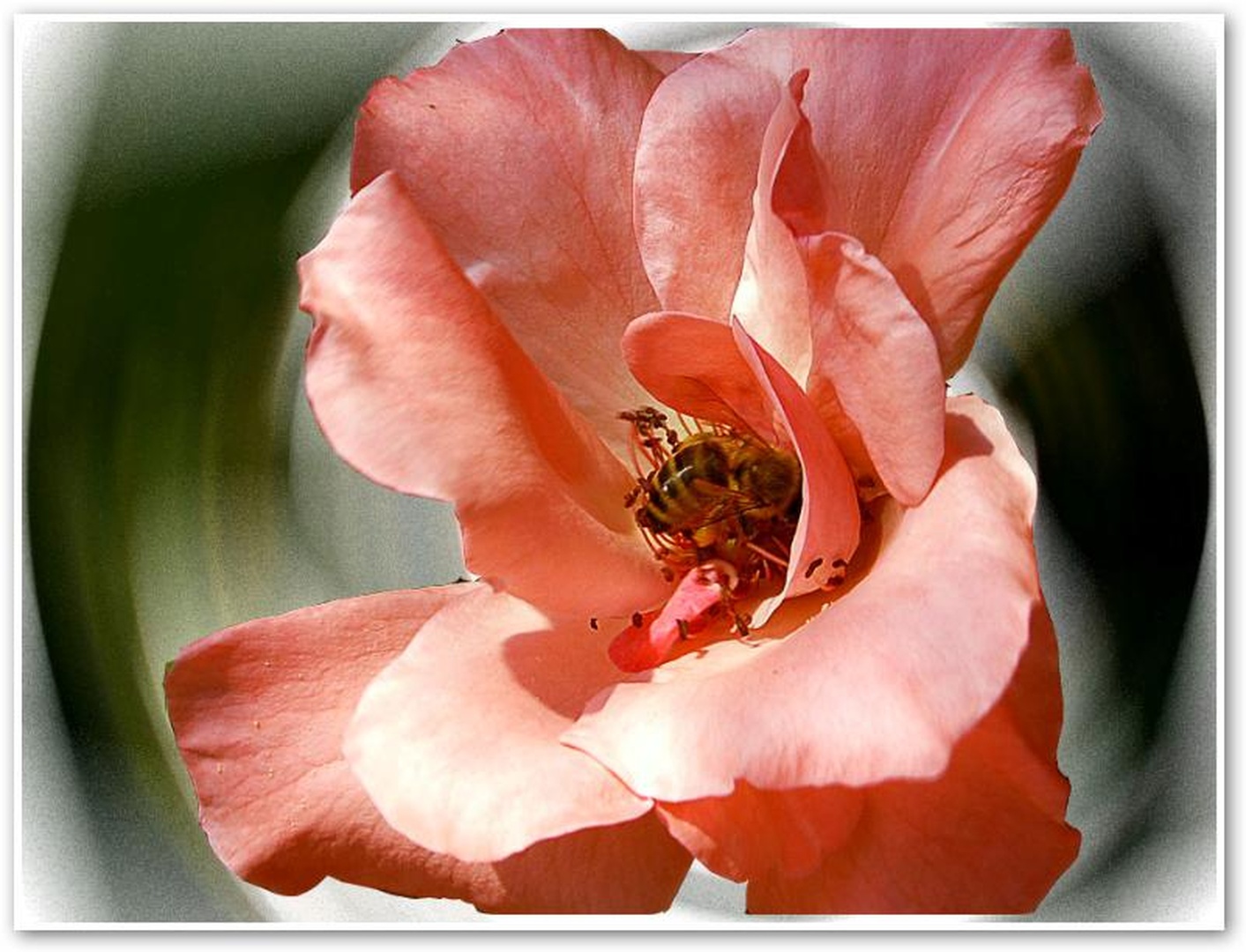 bee life by anja krsevan