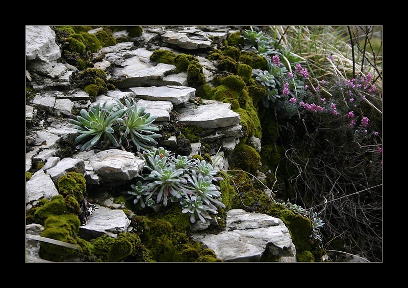 rock flowers rock by TinA