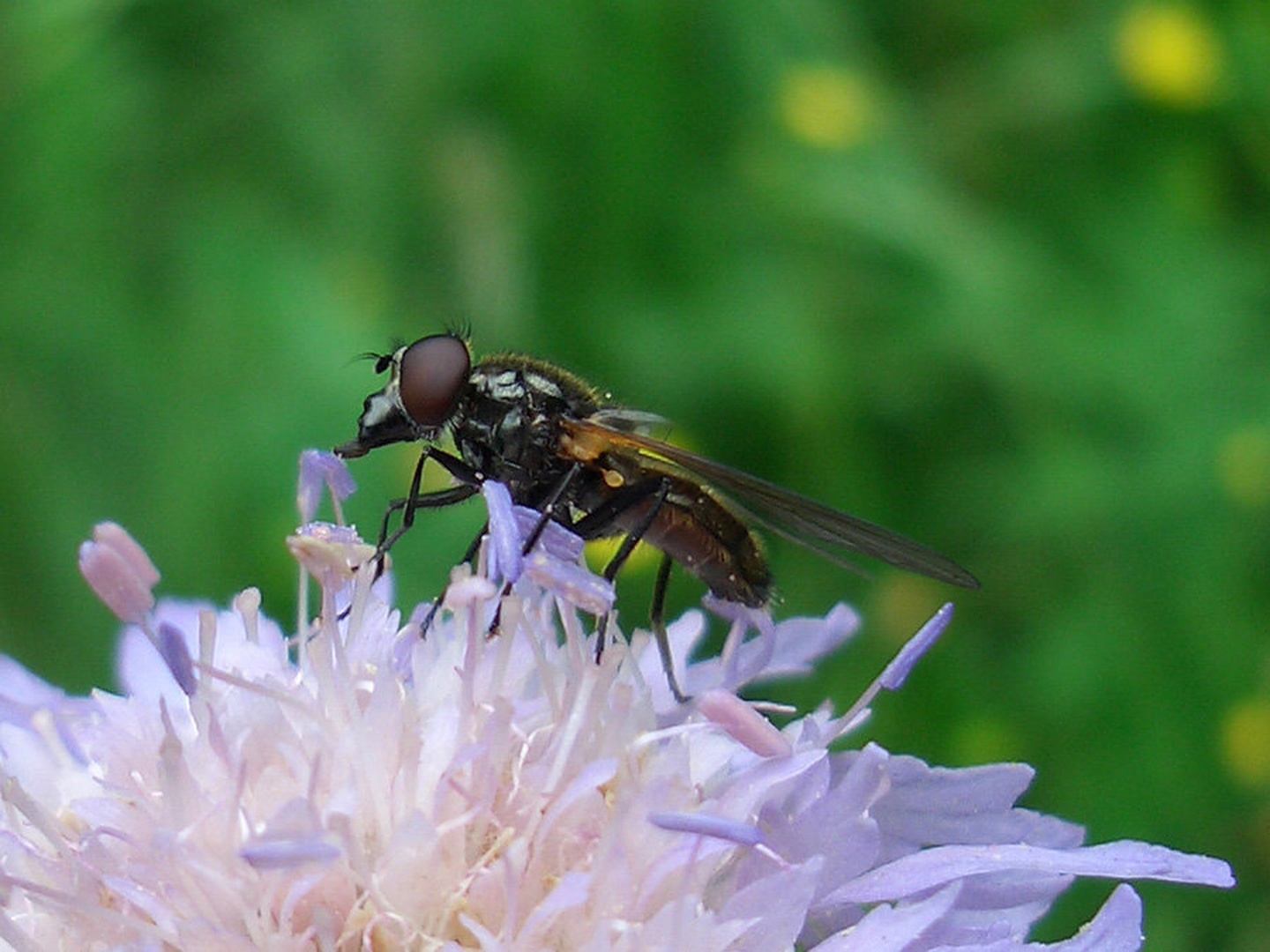 BZzZZzz.. by