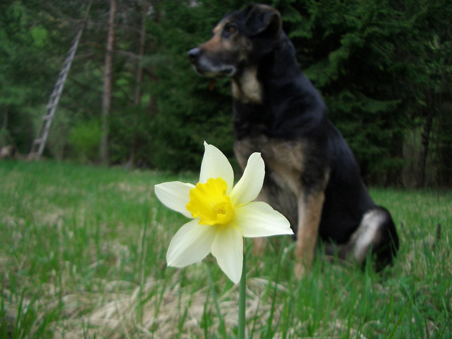 flower in dogi by
