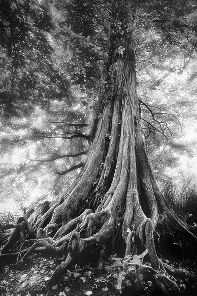 Treebeard by Kristijan Keretić