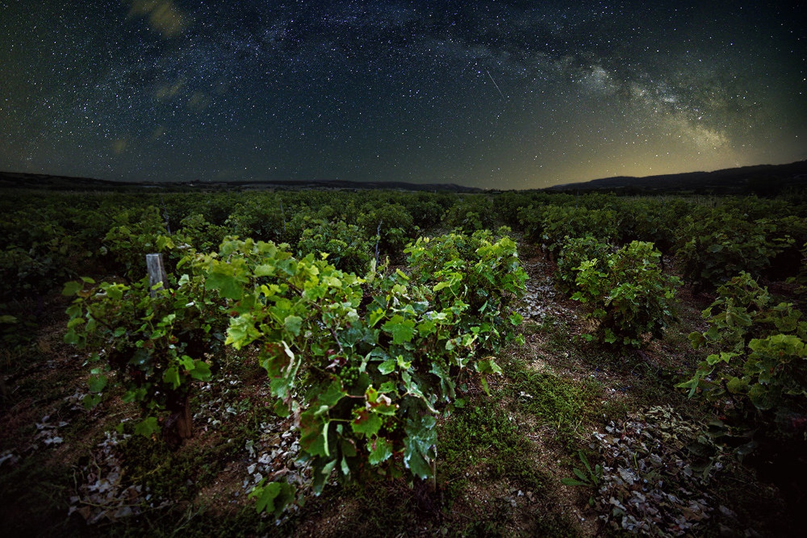 Stellar Vineyard by Kristijan Keretić