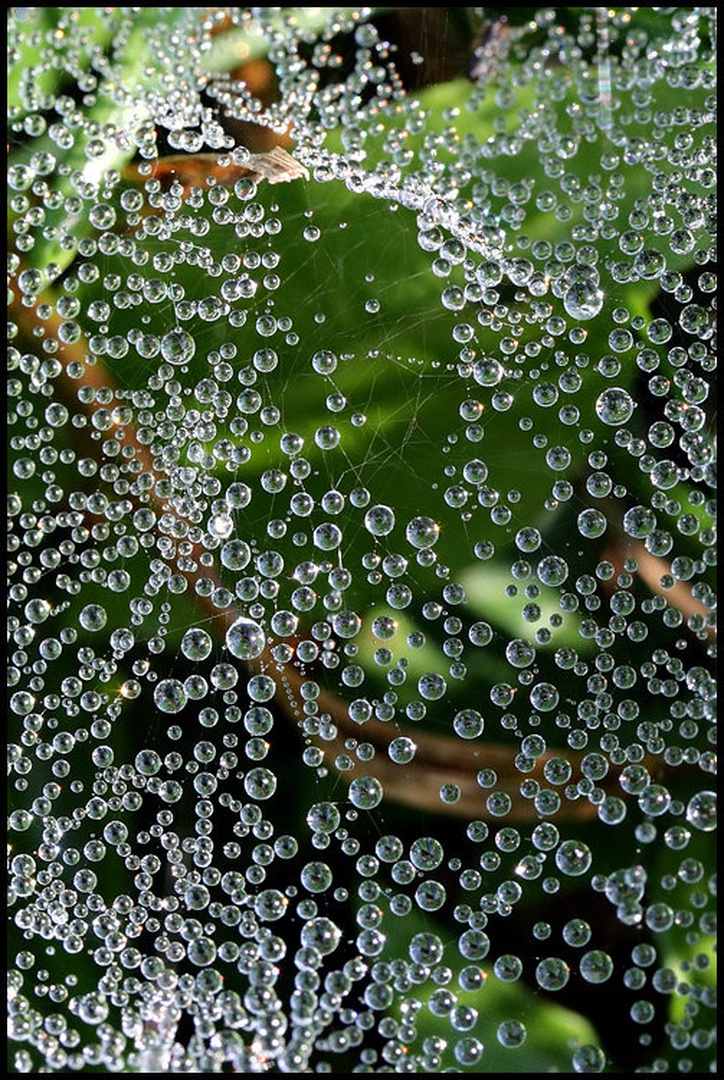 Grass Water Drops by Kristijan Keretić