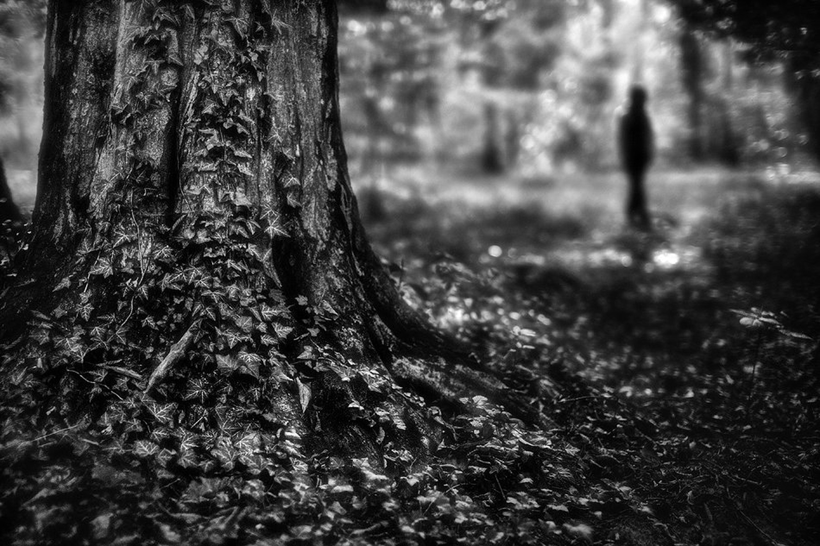 Forest Silhouette by Kristijan Keretić