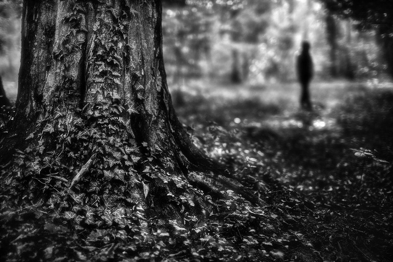 Forest Silhouette by Kristijan Keretić