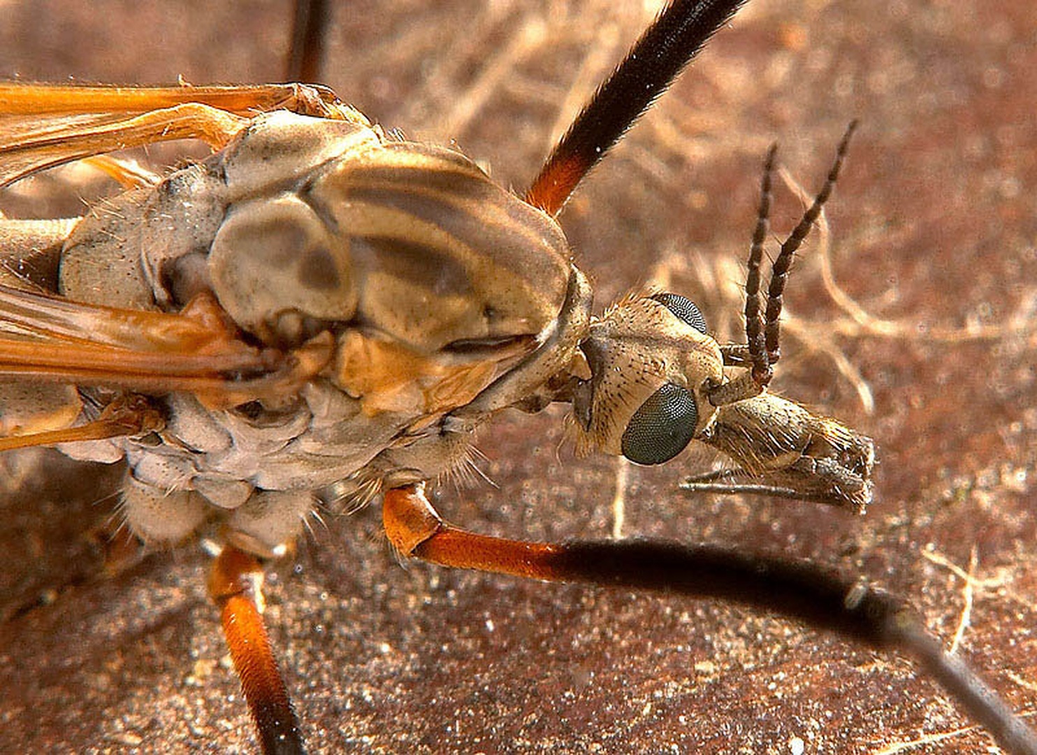 Predator by