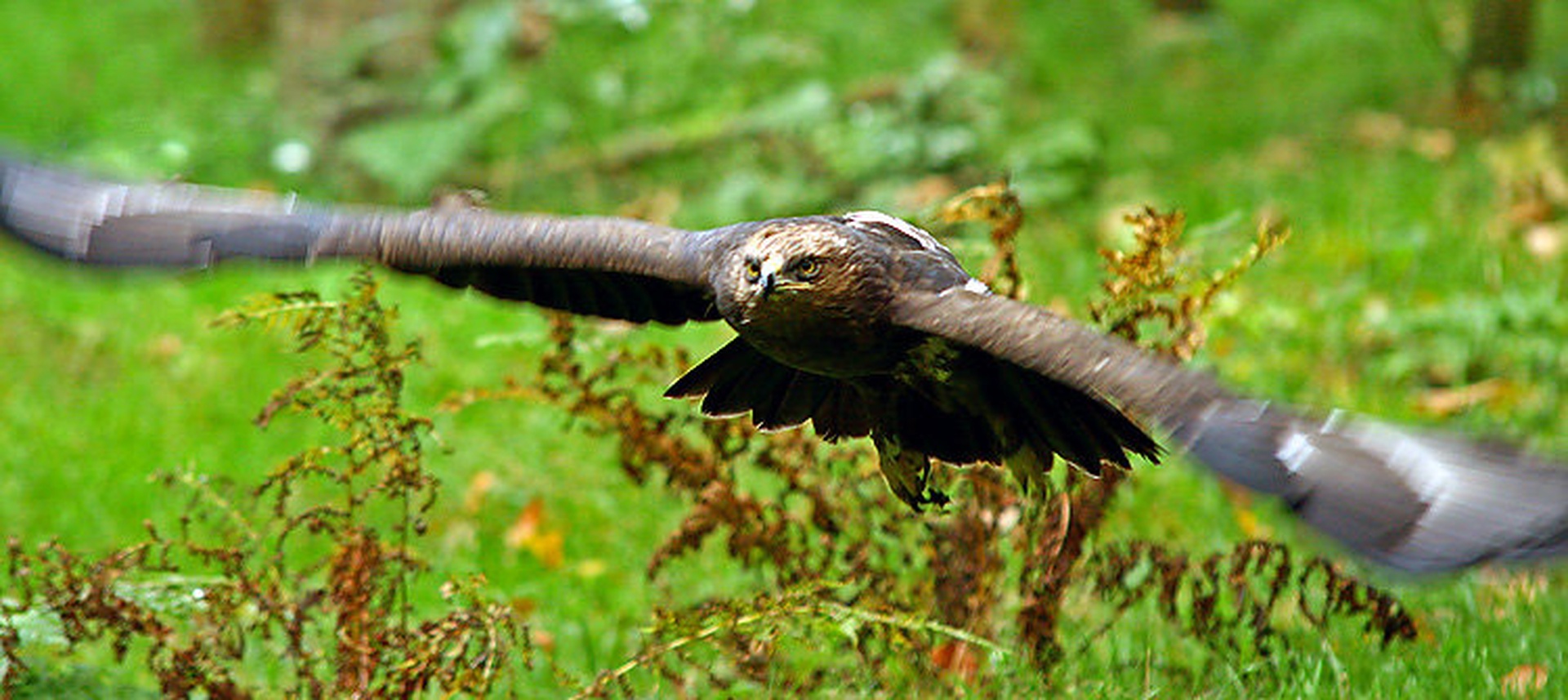 Flights like eagle by