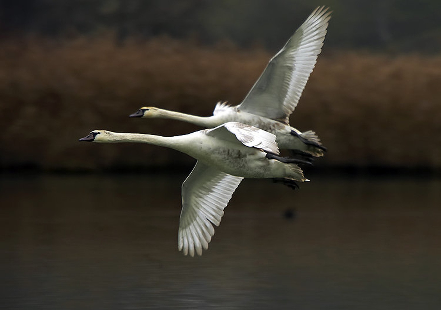 Tandem by