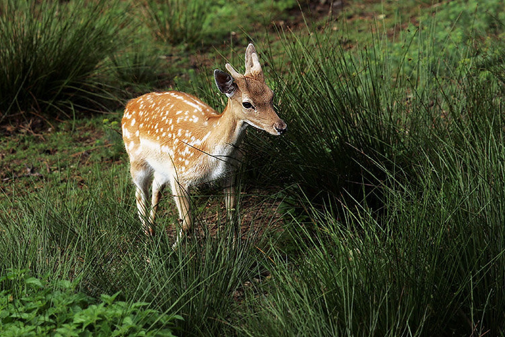 Bambi by