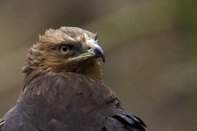 Daj stisni že enkrat by czy
