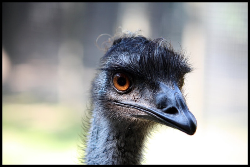 EMU by Jani Bizjak